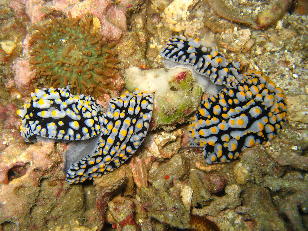 Image of Lumpy black bluegrey orange slug