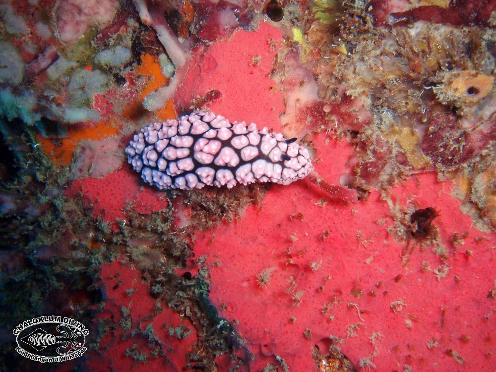 Image of Lumpy black and grey slug