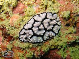 Image of Lumpy black and grey slug