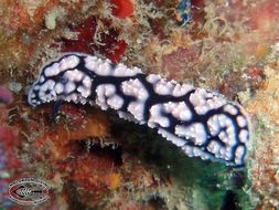 Image of Lumpy black and grey slug