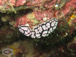 Image of Lumpy black and grey slug