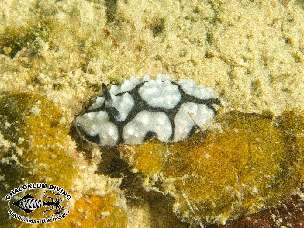 Image of Lumpy black and grey slug