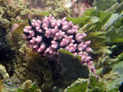 Image of Phyllidiopsis burni Brunckhorst 1993