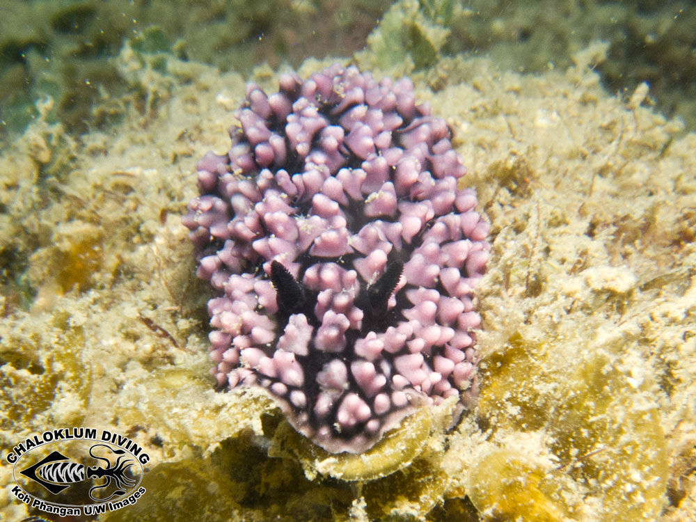 Image of Phyllidiopsis burni Brunckhorst 1993