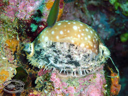 Image of Calf Cowrie