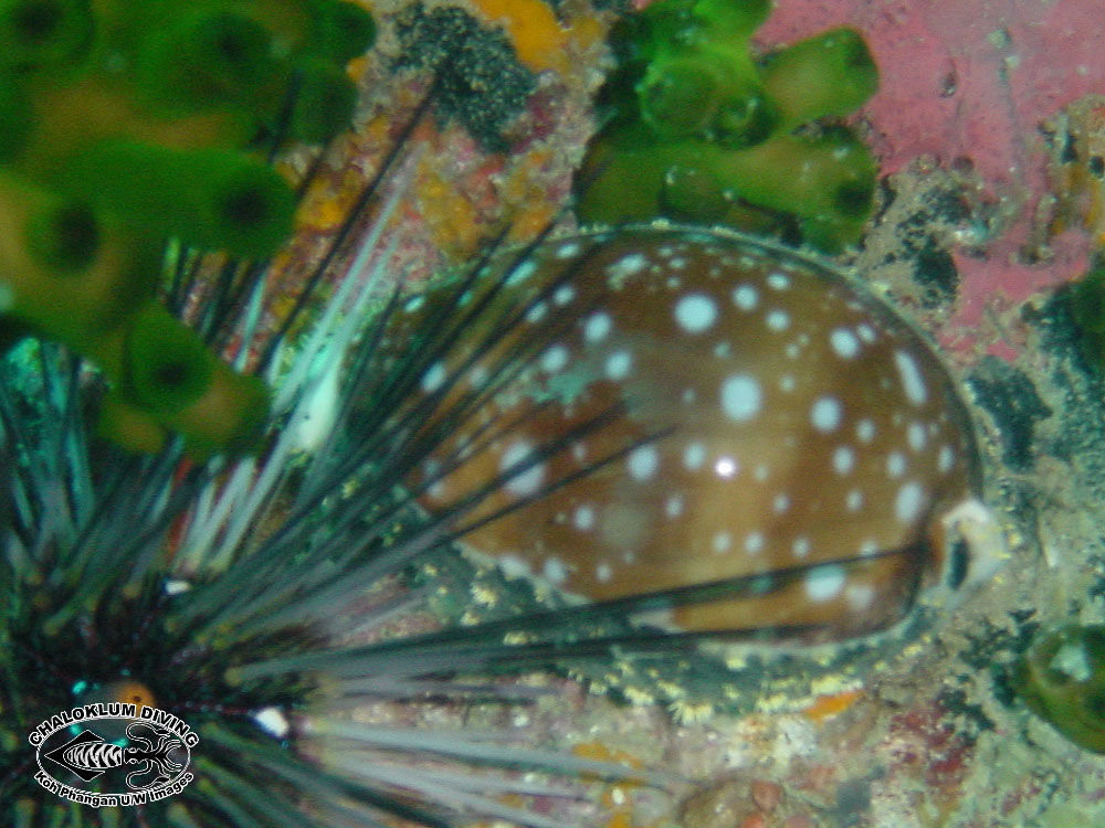 Image of Calf Cowrie