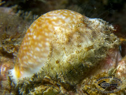 Image of Calf Cowrie