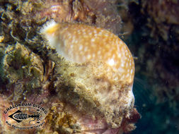 Image of Calf Cowrie