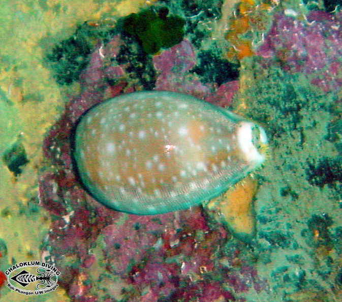 Image of Calf Cowrie