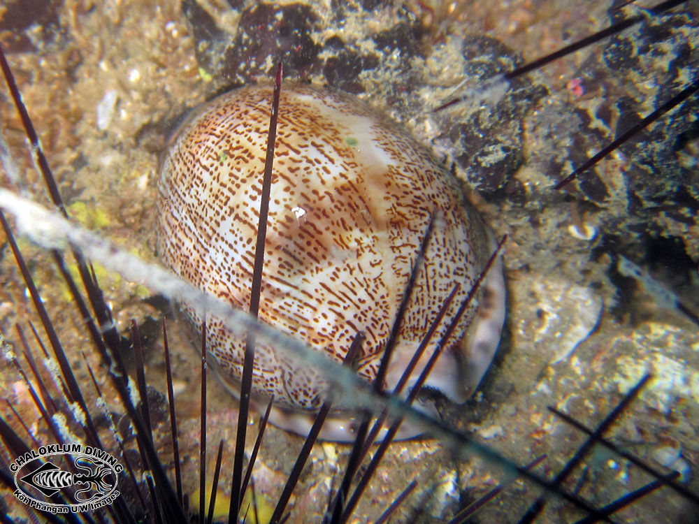 Image of Mauritia arabica (Linnaeus 1758)