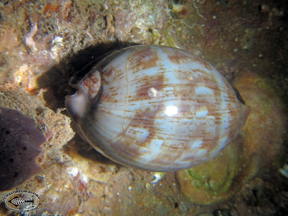 Image of Mauritia arabica (Linnaeus 1758)