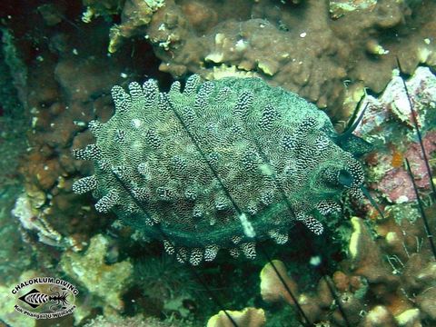 Image of Mole Cowry