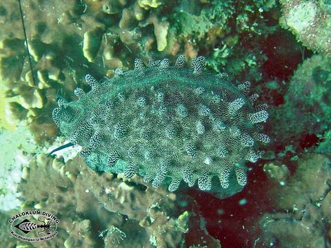 Image of Mole Cowry