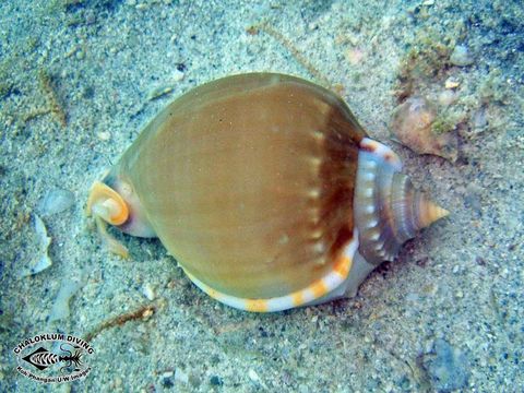 Image of Agate Helmet