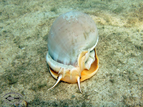 Image of Agate Helmet