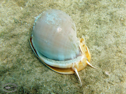 Image of Agate Helmet