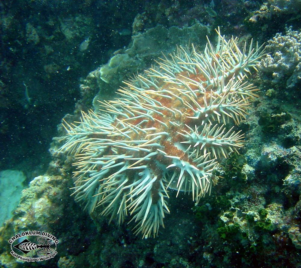 Image of Crown of thorns starfish