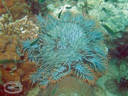 Image of Crown of thorns starfish