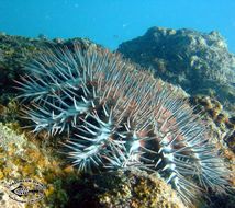 Image of Crown of thorns starfish