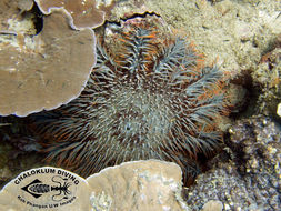 Image of Crown of thorns starfish