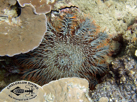 Image de Acanthaster planci (Linnaeus 1758)