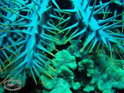 Image of Crown of thorns starfish