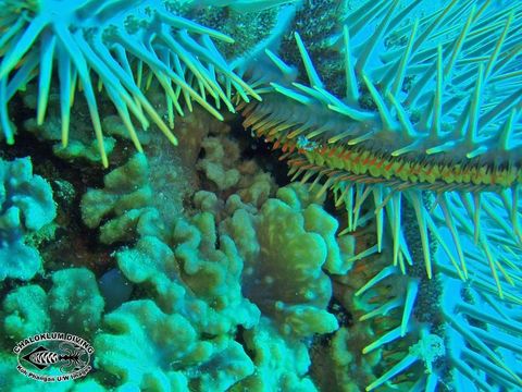 Image de Acanthaster planci (Linnaeus 1758)