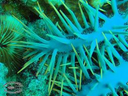 Image of Crown of thorns starfish