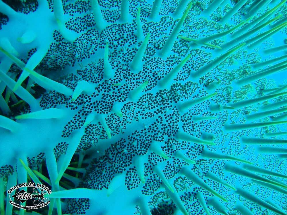 Image of Crown of thorns starfish