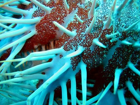 Image of Crown of thorns starfish