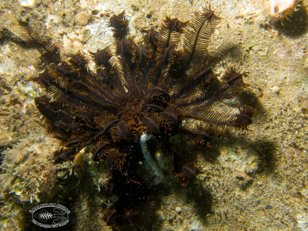 Image of sea lilies and feather stars