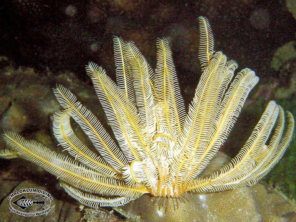 Image of sea lilies and feather stars