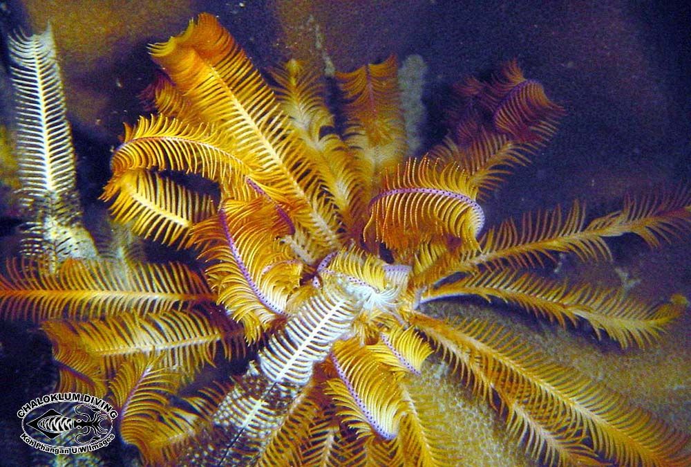 Image of sea lilies and feather stars