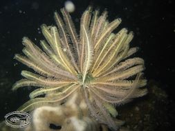 Image of sea lilies and feather stars