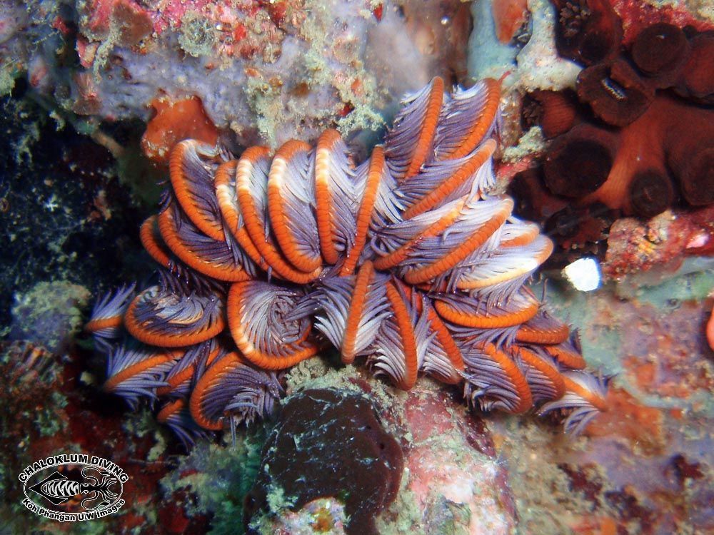 Image of sea lilies and feather stars