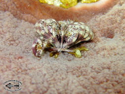 Image of sea lilies and feather stars