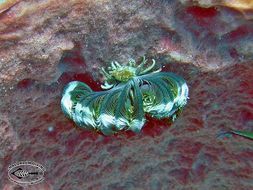 Image of sea lilies and feather stars