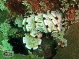 Image of sea lilies and feather stars