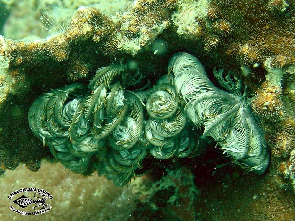 Image of sea lilies and feather stars