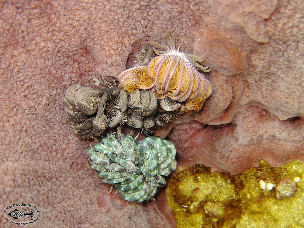 Image of sea lilies and feather stars