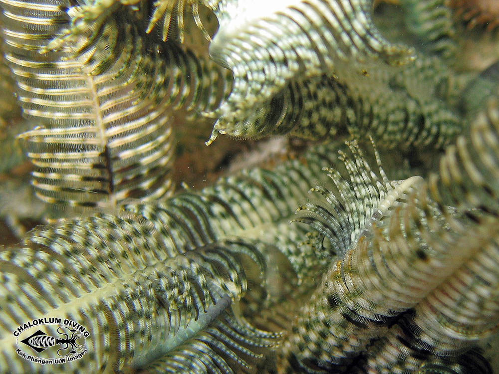 Image of sea lilies and feather stars