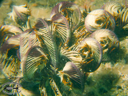 Image of sea lilies and feather stars