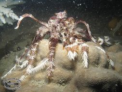 Image of sea lilies and feather stars