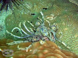 Image of sea lilies and feather stars