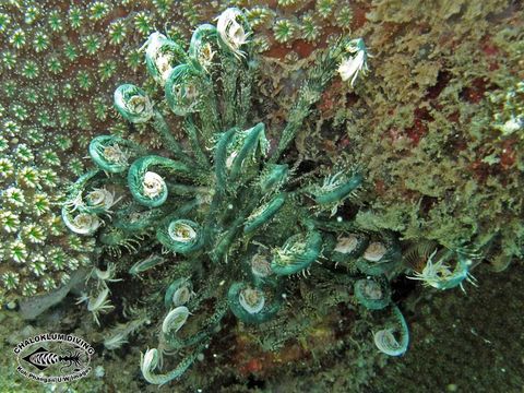 Image of sea lilies and feather stars