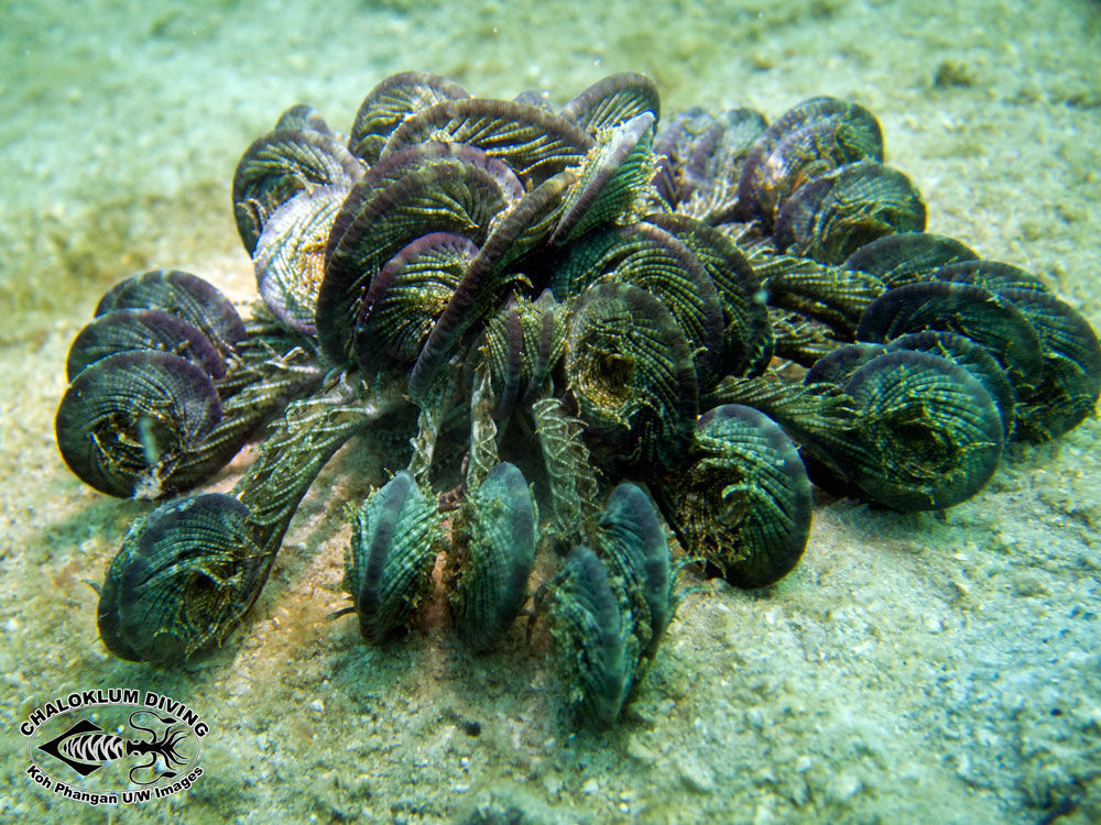 Image of sea lilies and feather stars