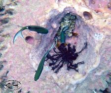 Image of sea lilies and feather stars