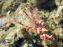 Image of sea lilies and feather stars