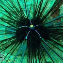 Image of Long-spined sea urchin