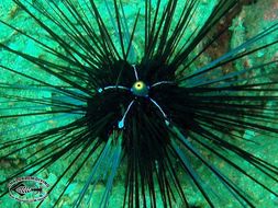 Image of Long-spined sea urchin